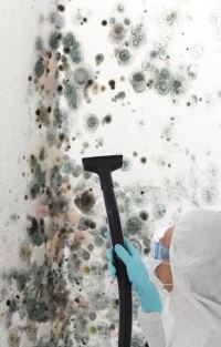 Toxic Mold Cleaning